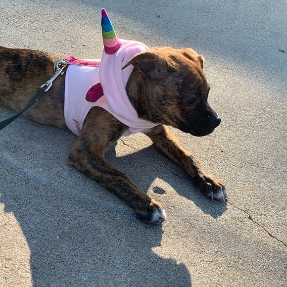 Top Paw Other - Top Paw Unicorn Vest Dog Harness